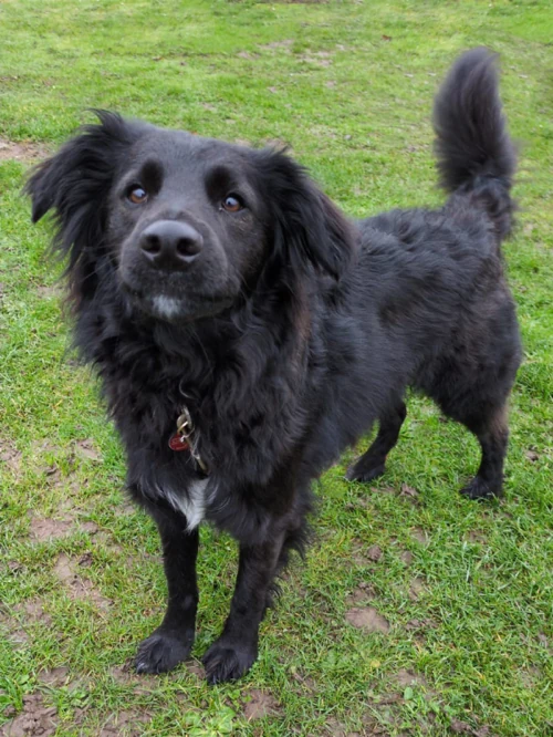 Abgebildet ist ein schwarzer Hund von oben fotografiert. Ein Mischling aus Border Collie und Flatcoated Retriever. Der Hund hat braune Augen, eine schwarze Schnauze und das Maul mit der raushängenden Zunge geöffnet. Ein paar weiße Brusthaare schauen aus dem roten Geschirr an der Brust raus. Der Hund sitzt auf einem Grasfeld mit eingigem rot-orangenem Laub.